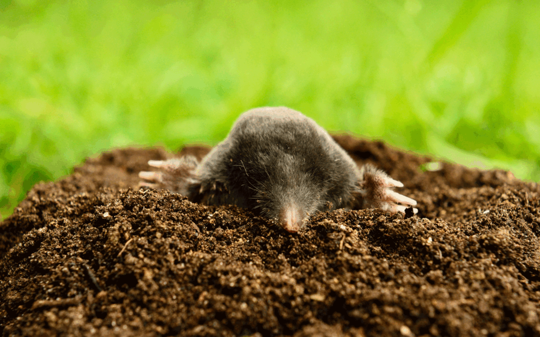 Summer Lawn Damage? It Might Be Moles, not Heat Stress