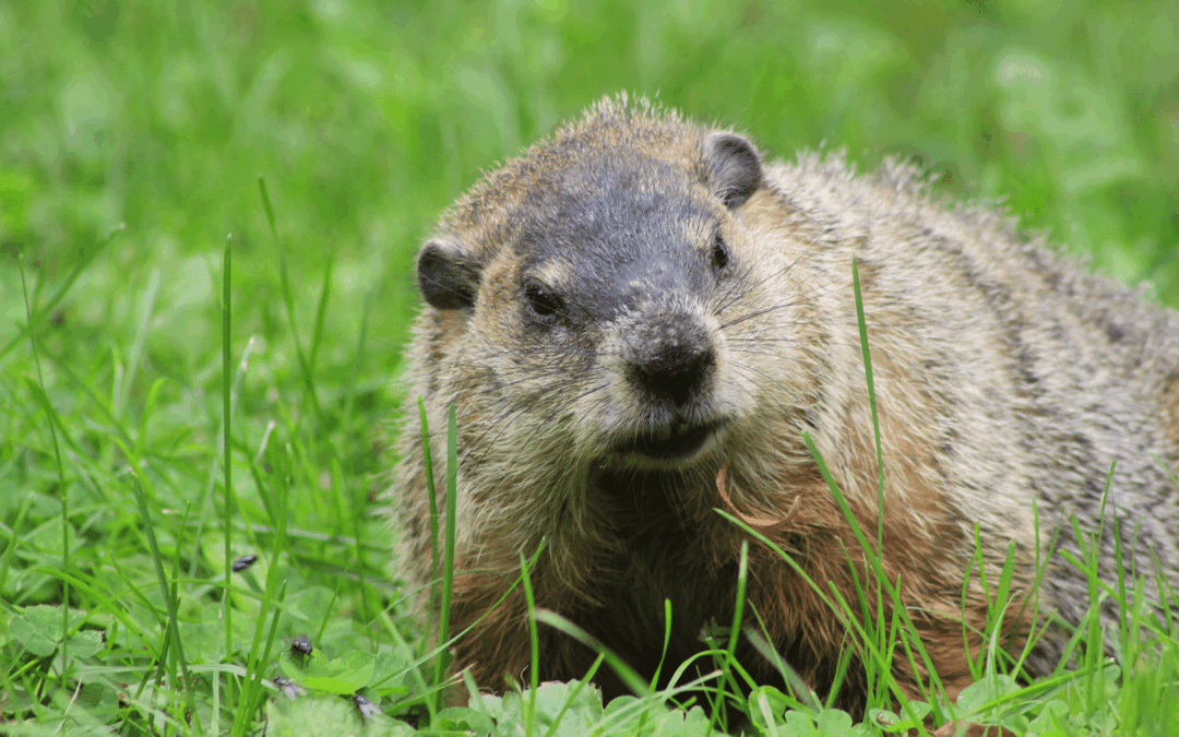 The Hidden Dangers of Groundhog Burrows Near Buildings and Foundations
