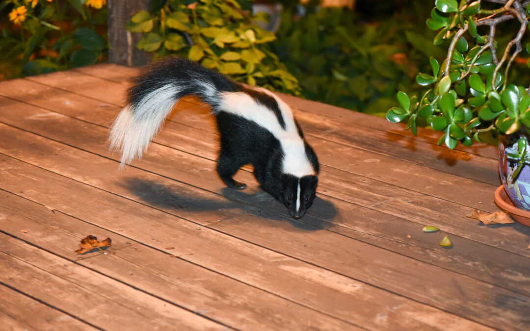 Why Skunks Love to Dig Under Porches, Decks, and Sheds; and How to Stop Them