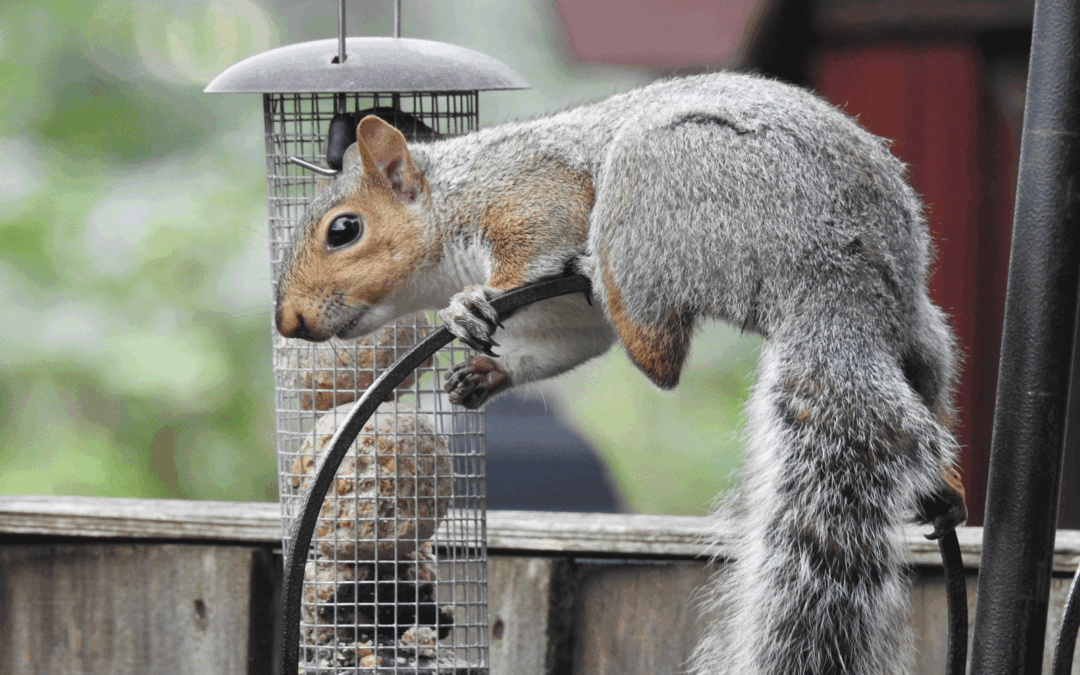 How Squirrels Get Into Your Home, And How to Keep Them Out