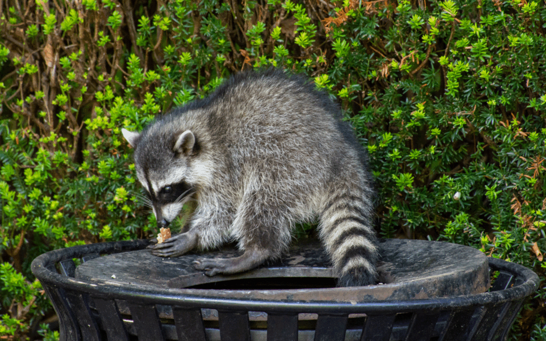 Why Raccoons Are a Year-Round Problem for Businesses and Homes