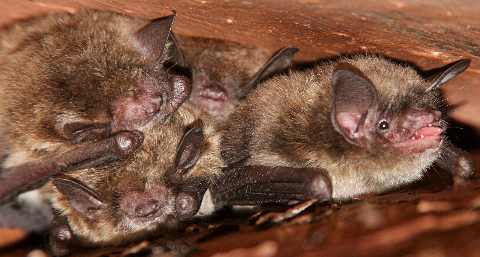 How to Prevent Bats from Roosting in Buildings, Roofs, and Chimneys