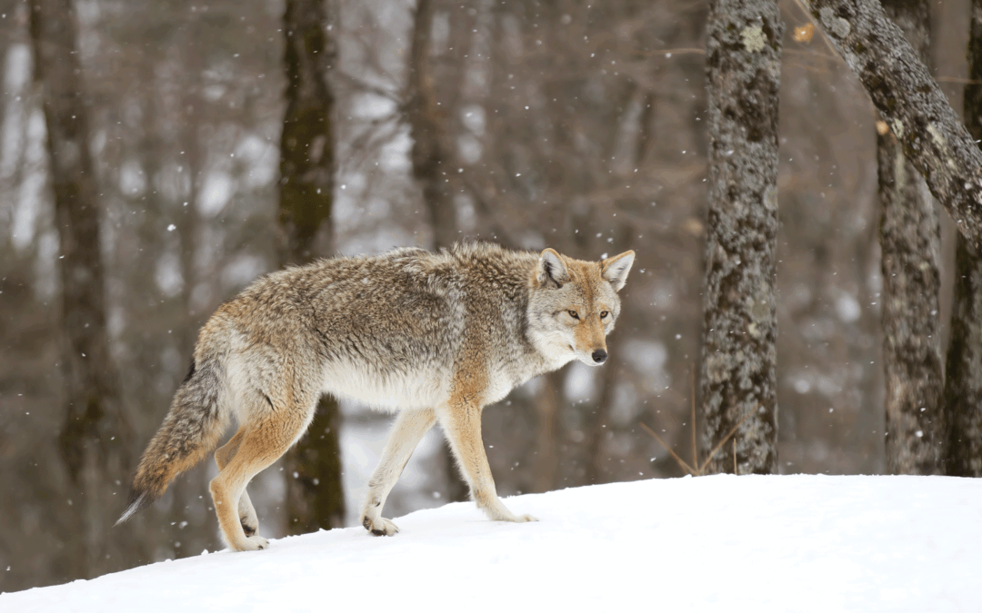 Winter Dens: Where Coyotes Hide Near Your Property