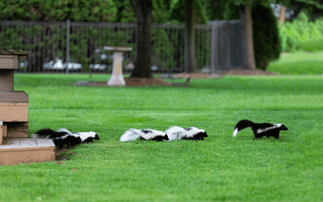 What to Do If You Smell a Skunk but Can’t See One