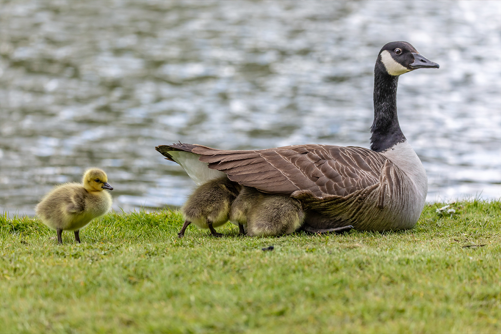 How to Keep Geese Off Your Lawn and Property Year-Round